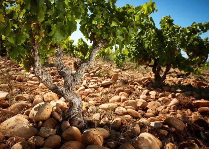 Chateauneuf Du Pape Wine Tour Gentle Provence