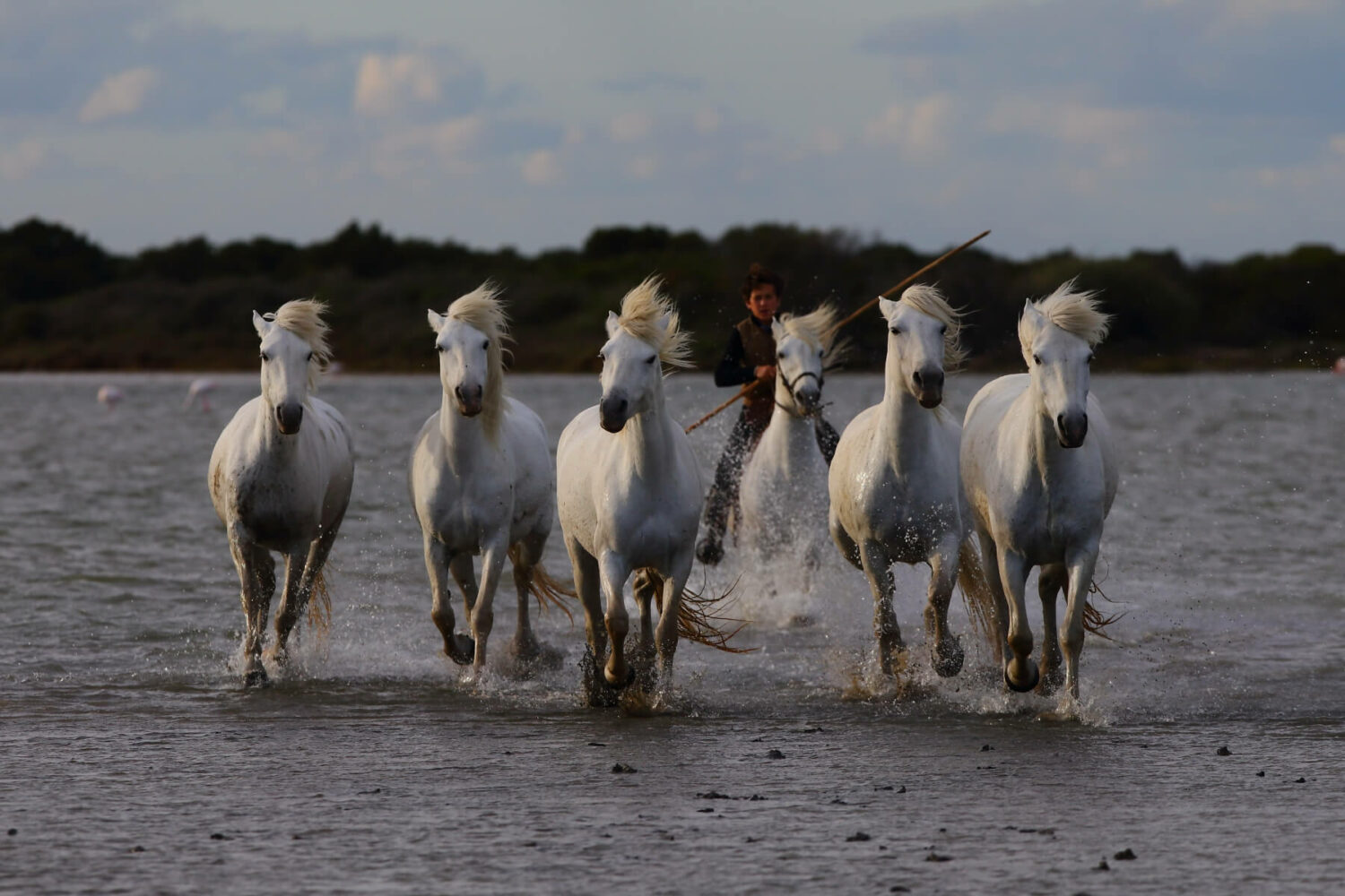 camargue-horse-riding-provence
