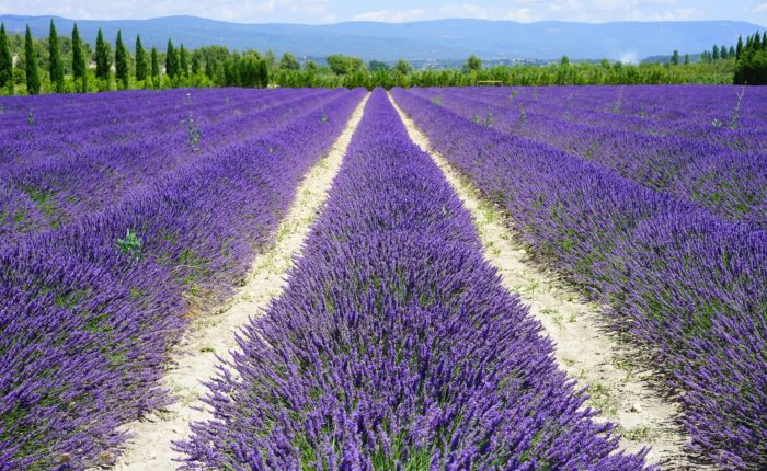 Lavender fields with moutains | Gentle provence