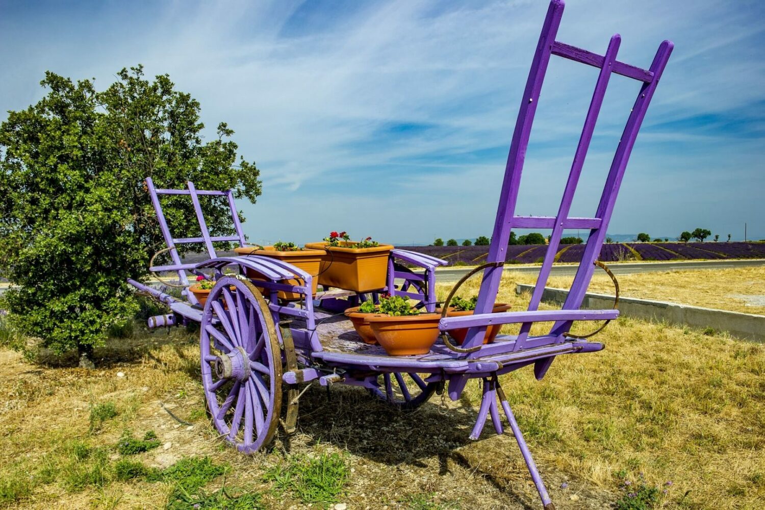 lavender-tour-provence