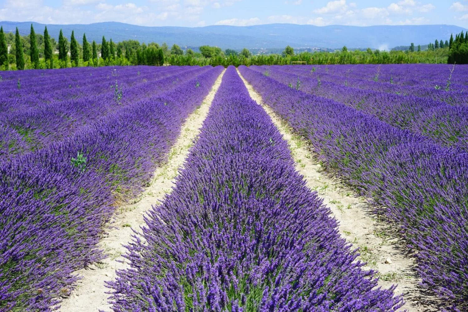 lavender-field-tour-provence