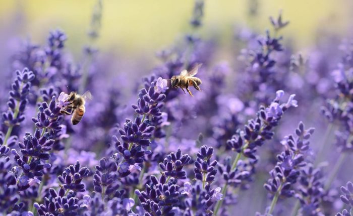 Lavenders with bees | Gentle provence