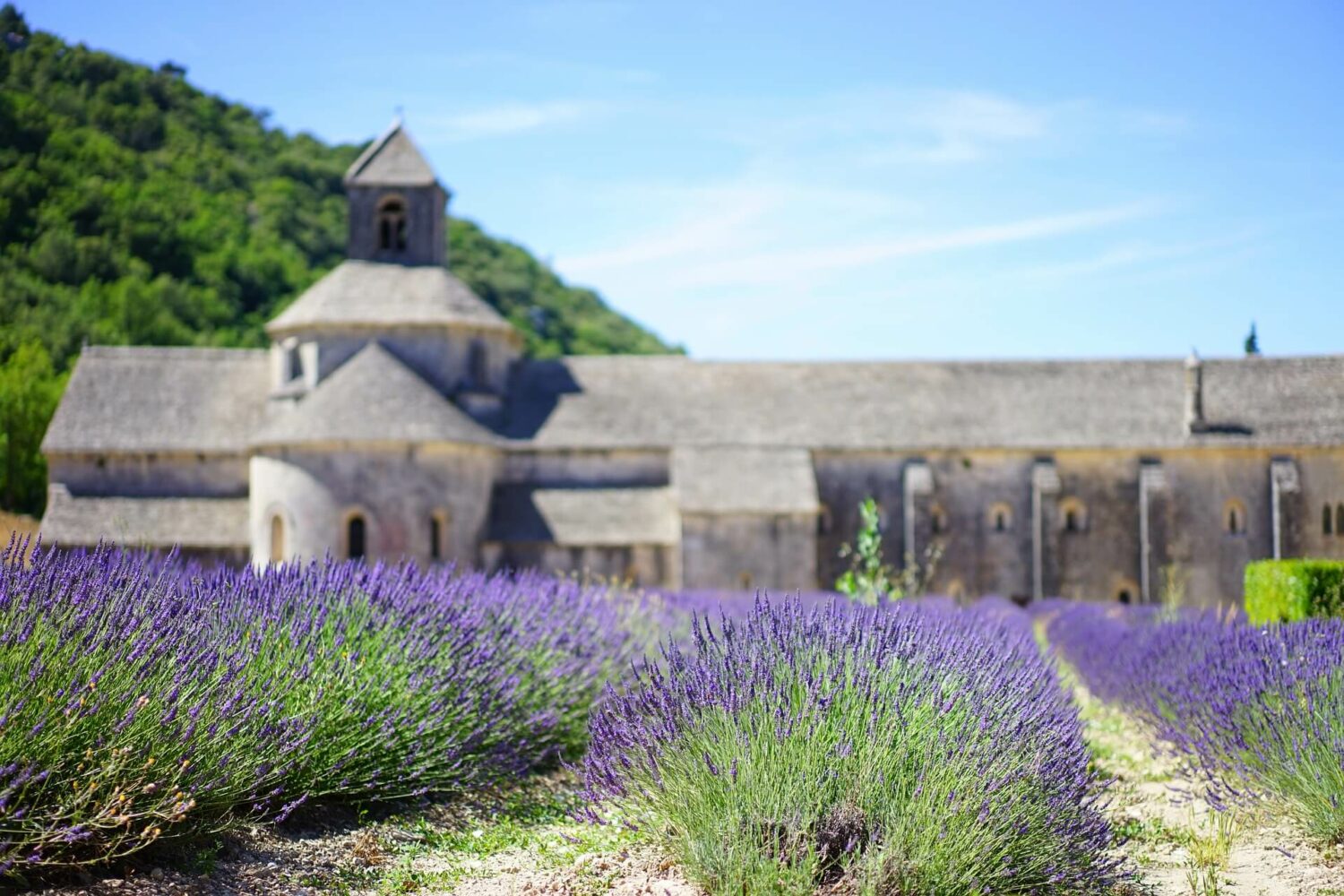 van-gogh-art-tour-provence-lavender-fields