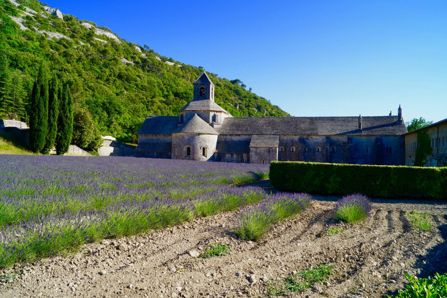 lavender fields church | Gentle provence