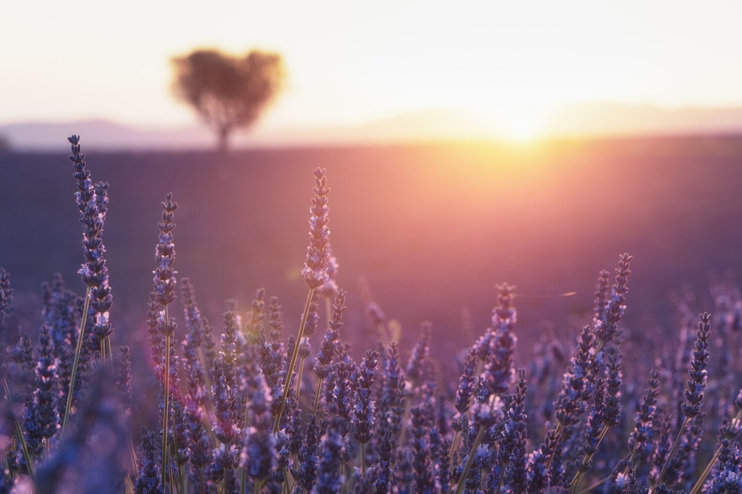 lavender fields sunset | Gentle provence