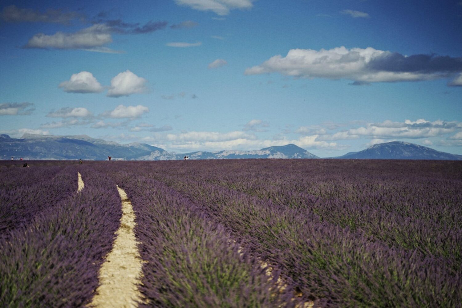 lavender field with sky