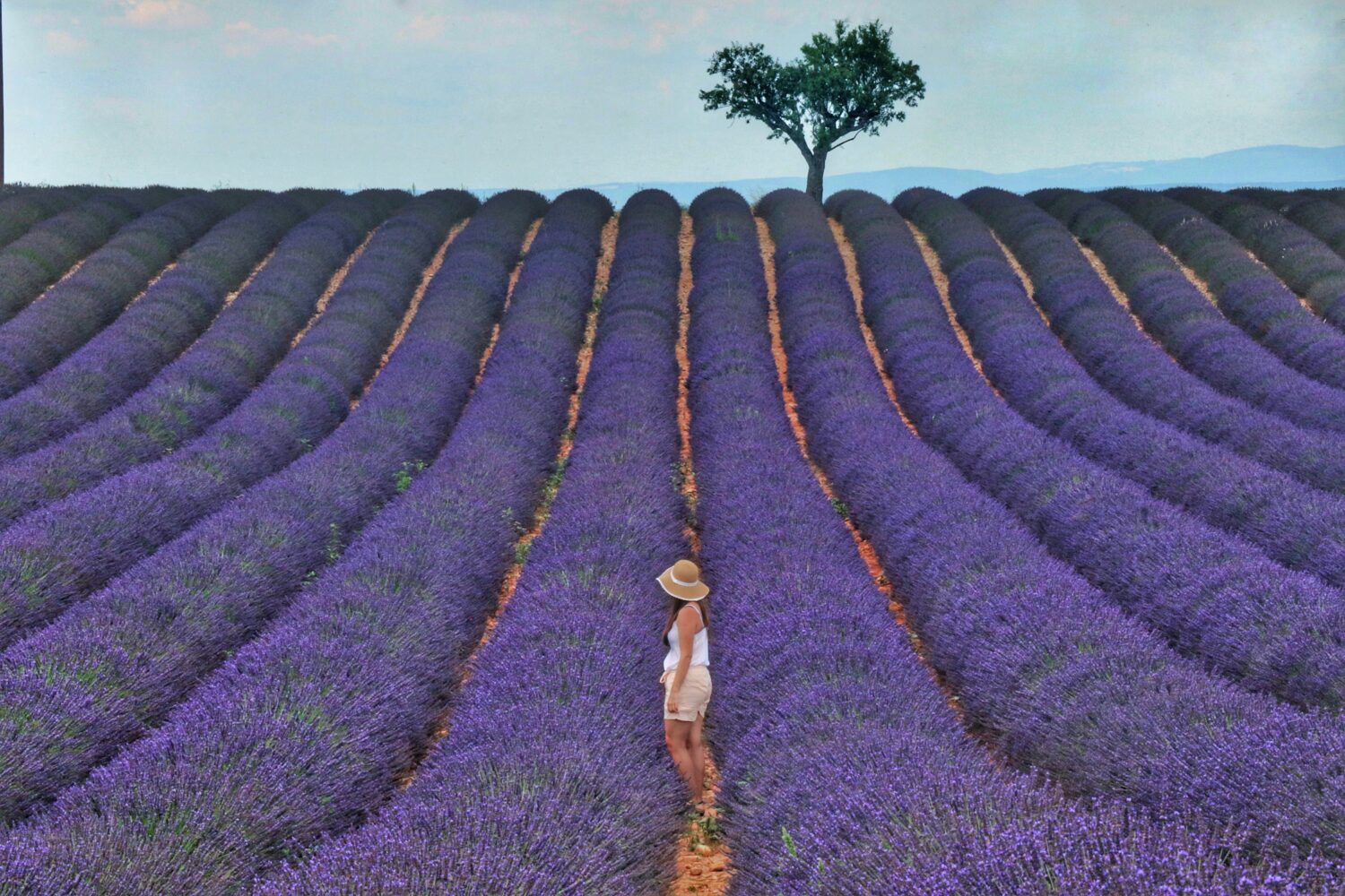 lavender field with woman