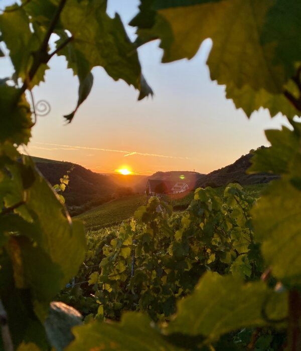 vineyard with sunset | Gentle provence