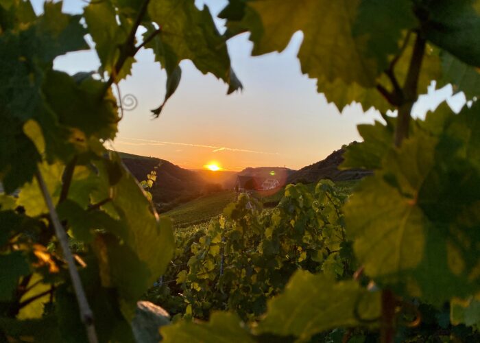 vineyard with sunset | Gentle provence