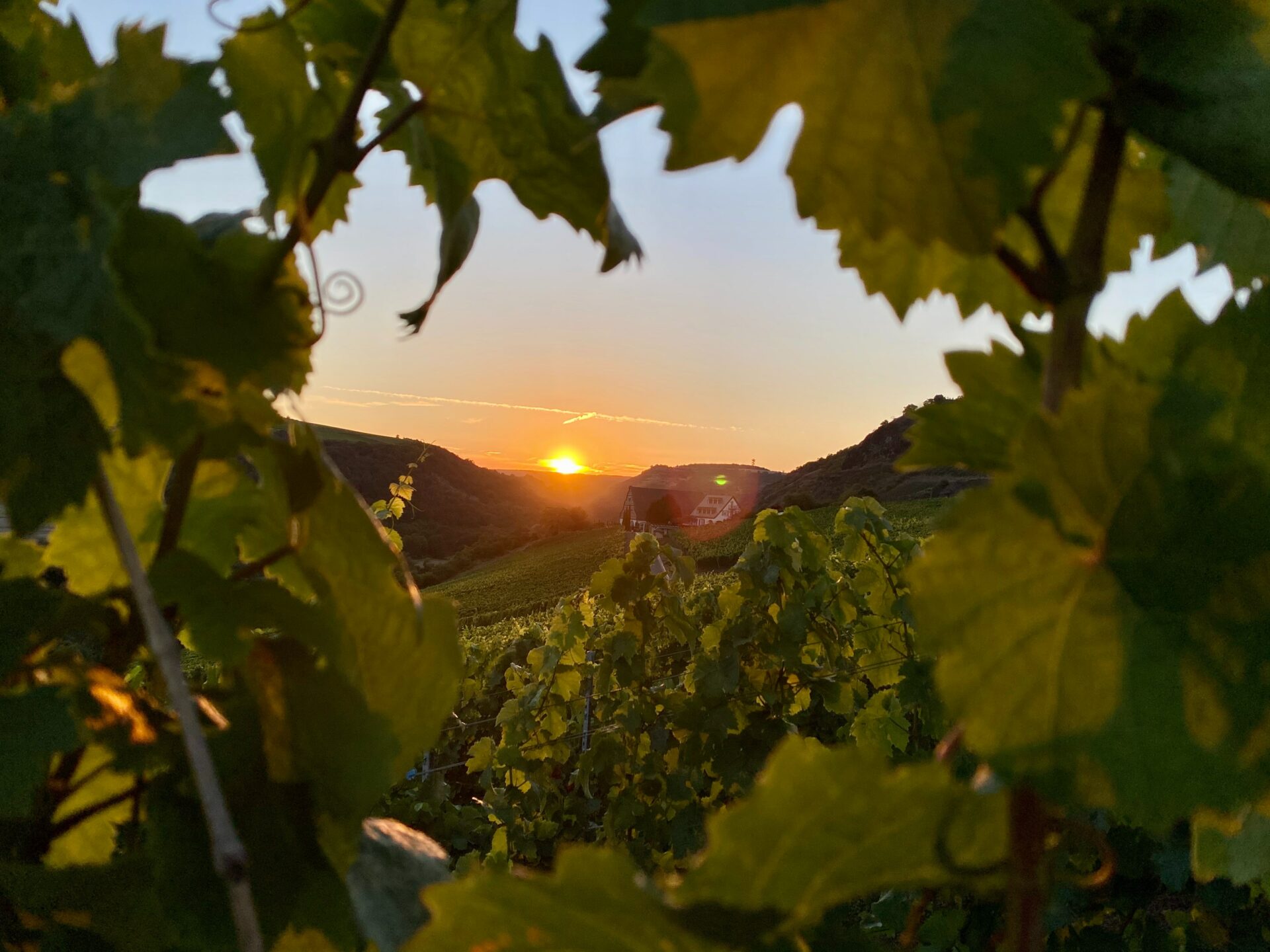vineyard with sunset | Gentle provence