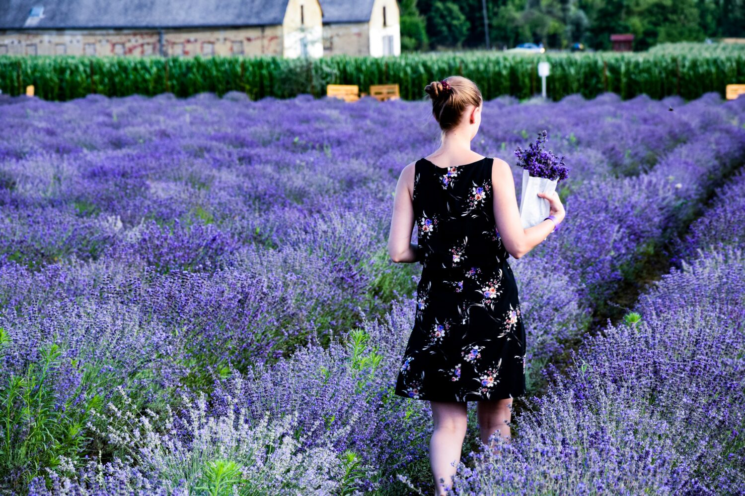lavender fields with woman
