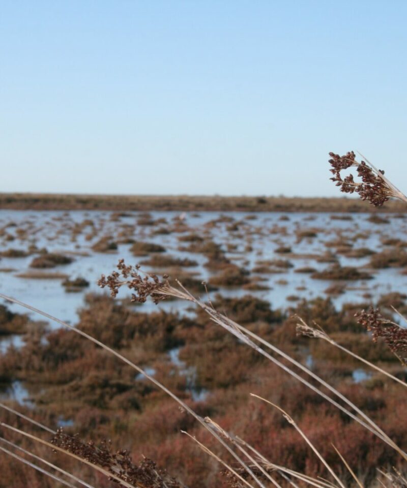 paysage de camargue | Gentle provence