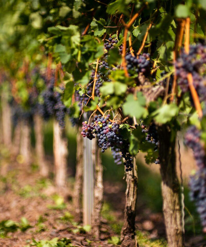 grapevines provence | Gentle provence
