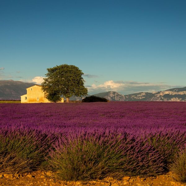 lavender fields purple | Gentle provence