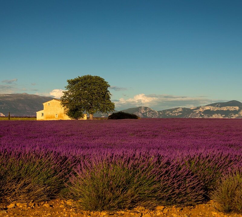 lavender fields purple | Gentle provence