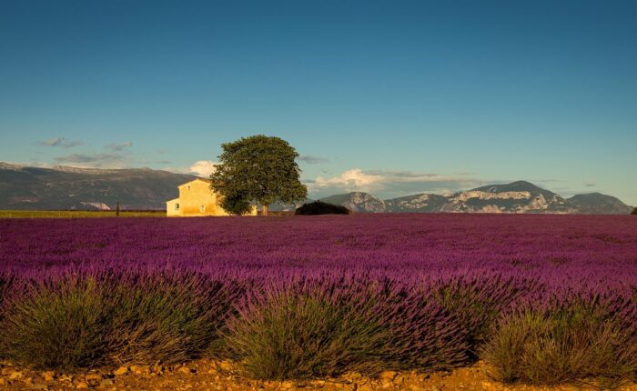 lavender-fields-tour-provence