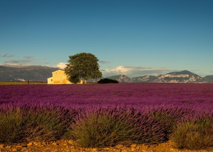 lavender-fields-tour-provence